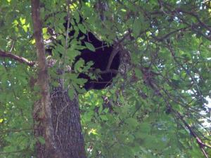 156429_344930035561144_740234187_n