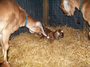 26461_1371726129466_6585985_n