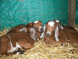 26461_1371733729656_7142997_n