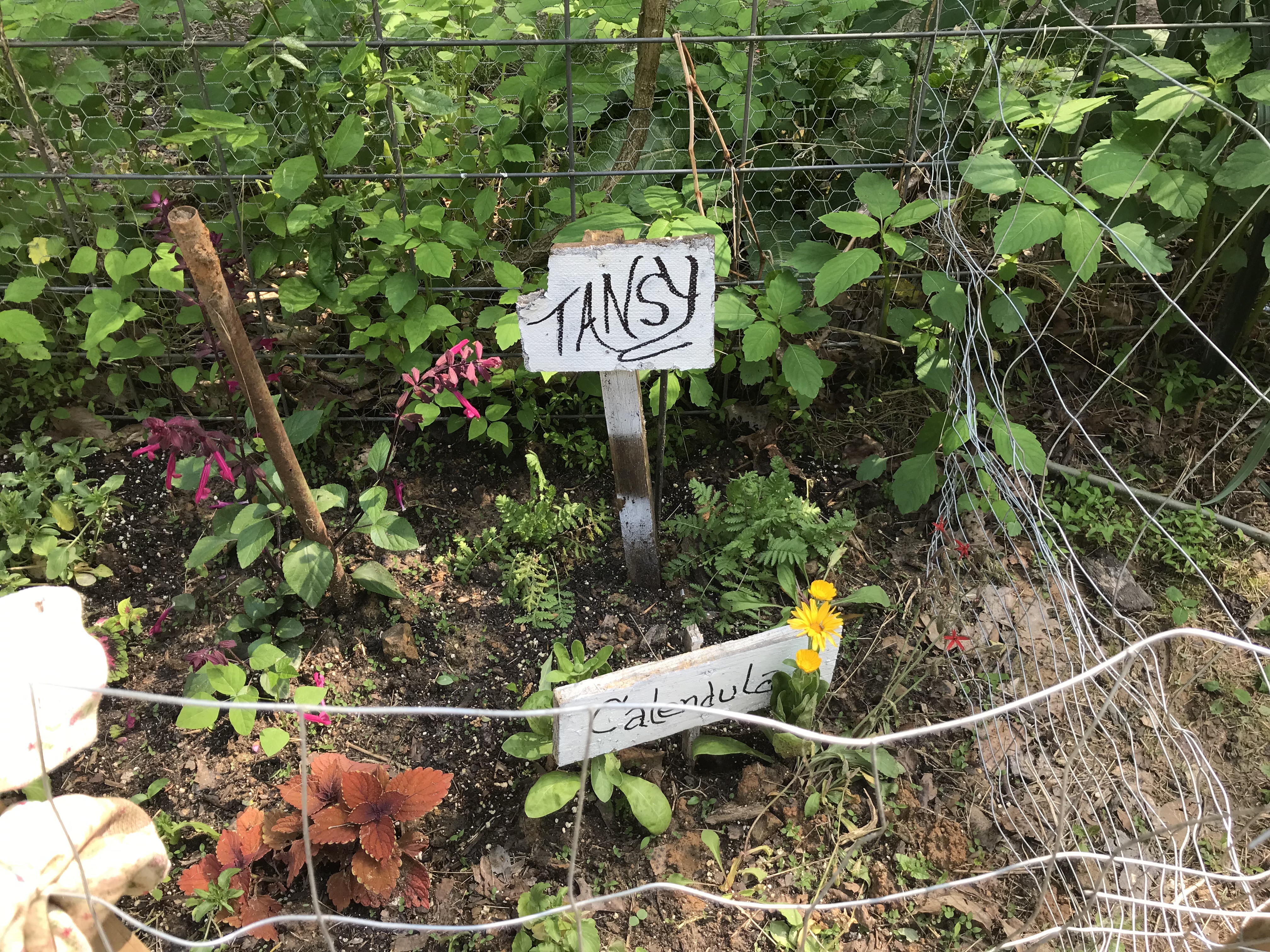 Spring garden at. herbhome